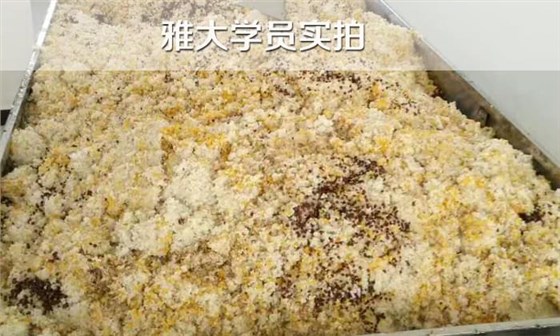 白酒设备/如果五粮液配方，粮食粉碎，如何蒸煮？