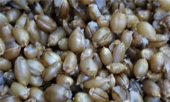 雅大邀您到酒厂用白酒蒸酒设备实操酿青稞酒,青稞酒实操教学!-04-青稞酿酒开花 雅大邀您到酒厂用白酒蒸酒设备实操酿青稞酒,青稞酒实操教学!-04-青稞酿酒开花
