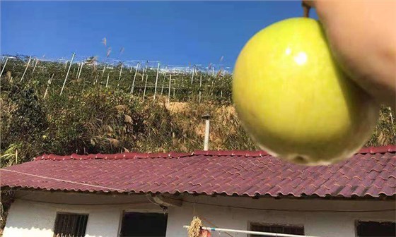 滞销,长相难看的百香果,用蒸汽酿酒设备做酒再也不烂!-09 滞销,长相难看的百香果,用蒸汽酿酒设备做酒再也不烂!-09