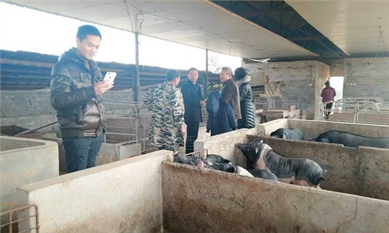 23-用大型酿酒设备蒸酒后的酒糟养猪不奇怪,可养母猪配白酒为哪般?2 23-用大型酿酒设备蒸酒后的酒糟养猪不奇怪,可养母猪配白酒为哪般?2