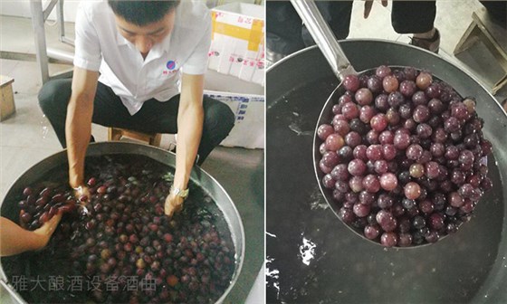 清洗葡萄灰尘和农药残渣 清洗葡萄灰尘和农药残渣