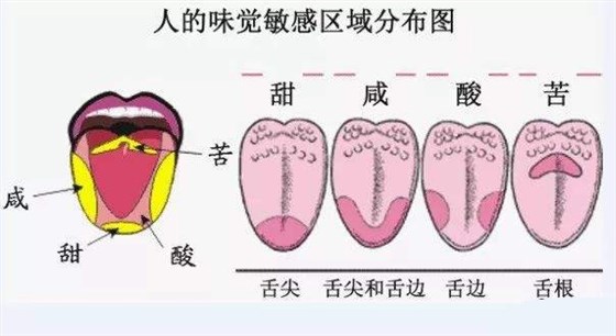 人的味觉敏感区域分布图