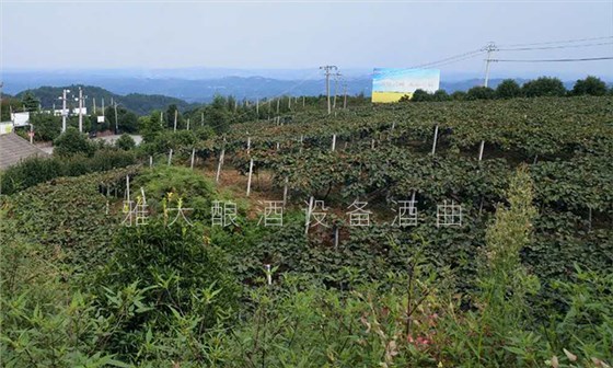 种植 种植