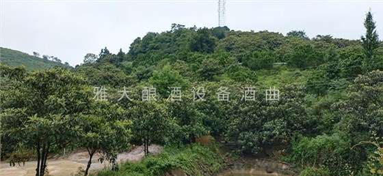 实用的枇杷酿酒技术来了,您想学吗? 7 实用的枇杷酿酒技术来了,您想学吗? 7