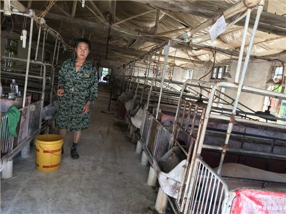 养猪场肉猪 酒糟喂猪 养猪场肉猪 酒糟喂猪