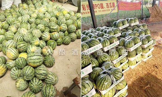 品相不好的西瓜酿酒