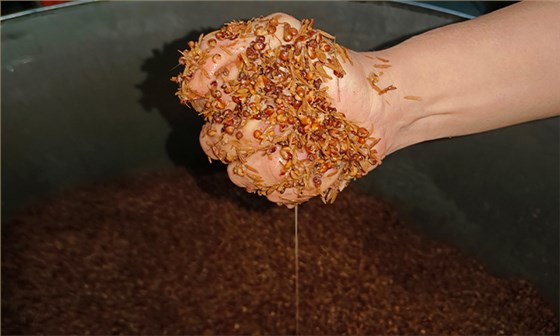 白酒苦味调控与风味平衡，来自老师傅的酿酒经验分享 6