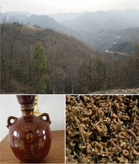 拐枣酿酒设备 1