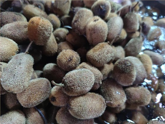酿猕猴桃酒的季节到了，纯技术分享赶紧收藏！ 2