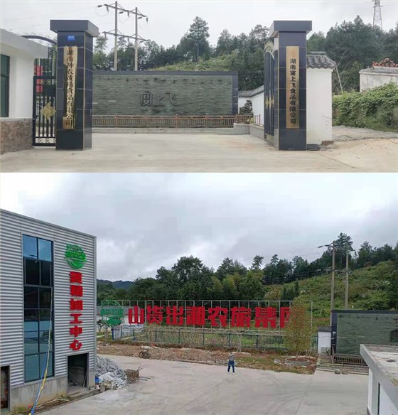 &ldquo;黄金&rdquo;出深山&mdash;&mdash;安化黄精酒产业发展铺就乡村振兴之路 7