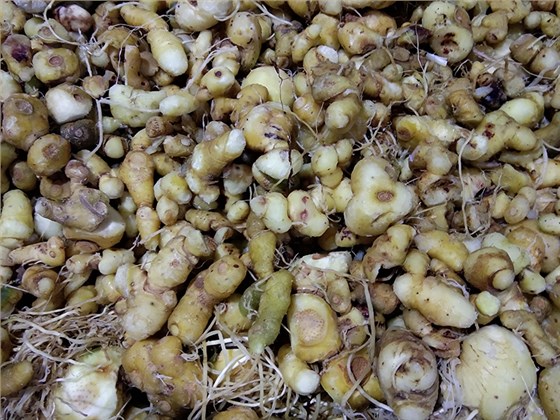 &ldquo;黄金&rdquo;出深山&mdash;&mdash;安化黄精酒产业发展铺就乡村振兴之路 2