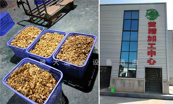 &ldquo;黄金&rdquo;出深山&mdash;&mdash;安化黄精酒产业发展铺就乡村振兴之路 6