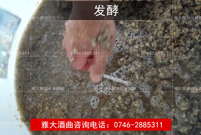 【酿酒技术】葛根酒发酵