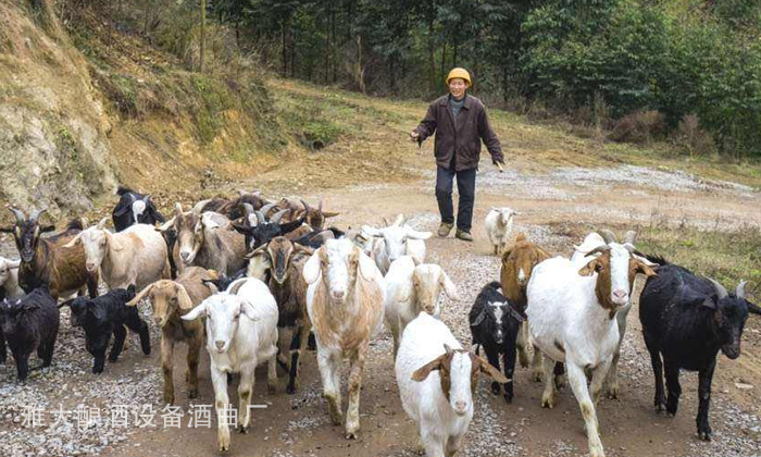 20-酒糟喂羊固态酒糟好还是液态酒糟好？1