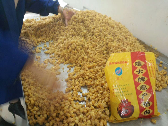2018年被问到多的9个酿酒问题,让大型酿酒设备厂家帮您清理-04玉米拌酒曲 2018年被问到多的9个酿酒问题,让大型酿酒设备厂家帮您清理-04玉米拌酒曲