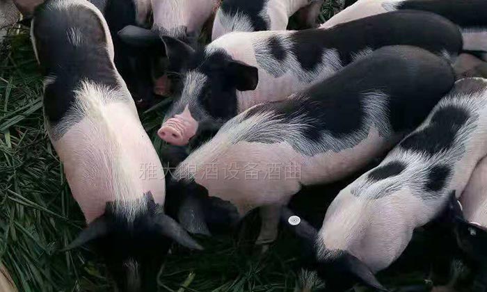 他对不锈钢酿酒设备蒸馏后的酒糟做了1件事,结果……-03-农村场地大养猪 他对不锈钢酿酒设备蒸馏后的酒糟做了1件事,结果……-03-农村场地大养猪