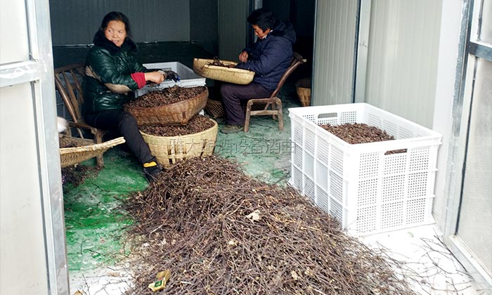 40吨拐枣急需发酵怎么办？雅大电加热酿酒设备蒋老师上门指导！-03