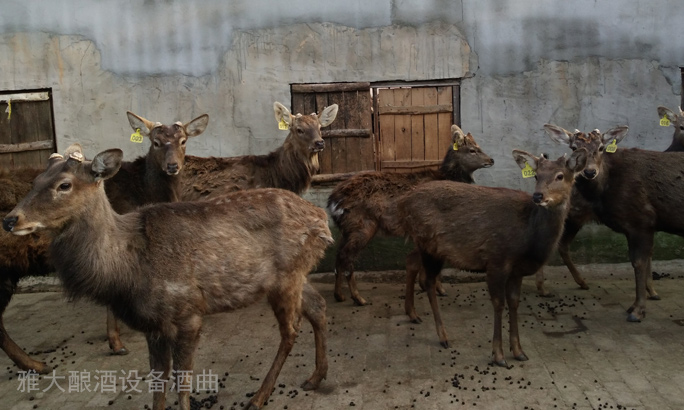 鲜鹿茸泡酒处理方法,选择蒸汽酿酒设备酿制的固态酒好吗?-02 鲜鹿茸泡酒处理方法,选择蒸汽酿酒设备酿制的固态酒好吗?-02