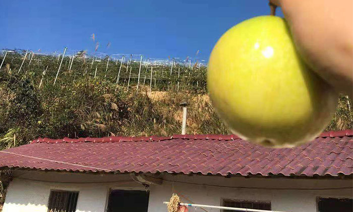 滞销,长相难看的百香果,用蒸汽酿酒设备做酒再也不烂!-09 滞销,长相难看的百香果,用蒸汽酿酒设备做酒再也不烂!-09