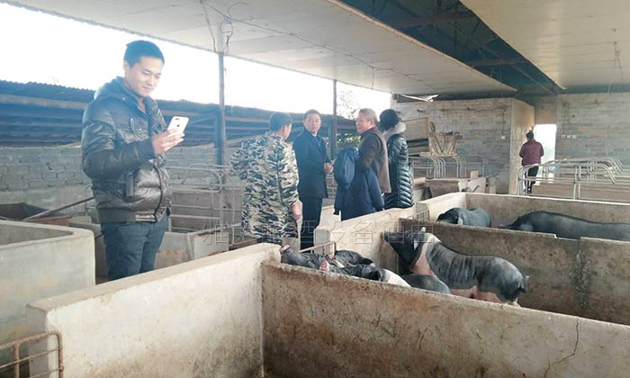 23-用大型酿酒设备蒸酒后的酒糟养猪不奇怪,可养母猪配白酒为哪般?2 23-用大型酿酒设备蒸酒后的酒糟养猪不奇怪,可养母猪配白酒为哪般?2