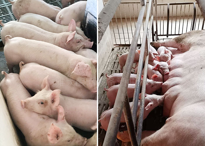 猪吃了酒糟糖化饲料长膘快、肉质更鲜美 猪吃了酒糟糖化饲料长膘快、肉质更鲜美