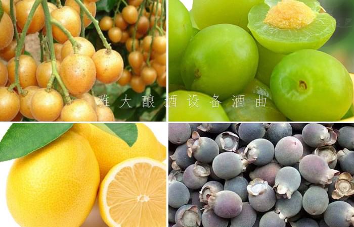 9.10南宁小莫各种水果酿酒 9.10南宁小莫各种水果酿酒