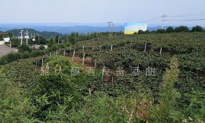 种植 种植