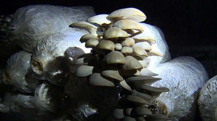 岩洞食用菇种植