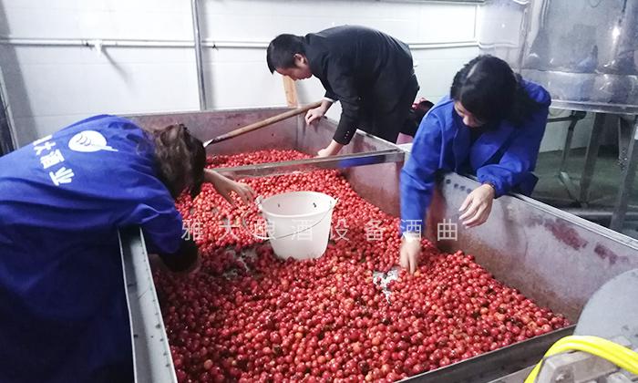 它酷似樱桃,90后用果酒酿酒设备将它酿酒,见过的不多 3 它酷似樱桃,90后用果酒酿酒设备将它酿酒,见过的不多 3