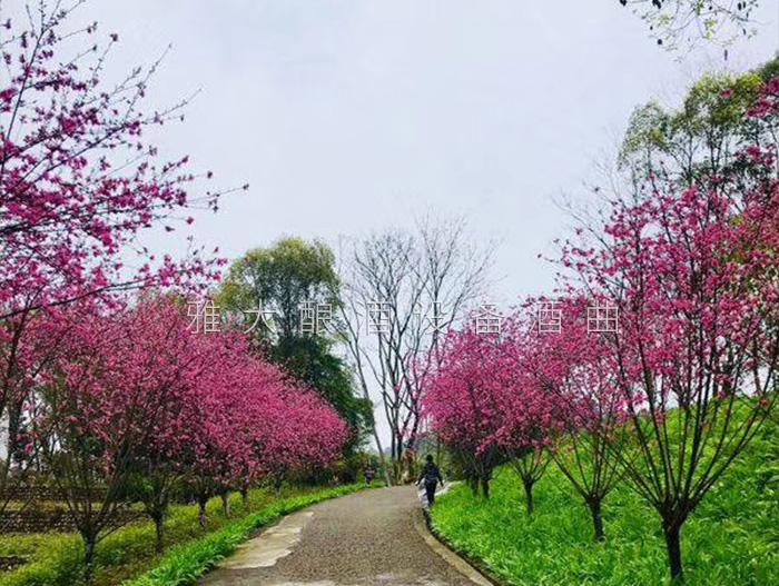 又一年桃花盛开 又一年桃花盛开