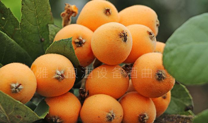 实用的枇杷酿酒技术来了,您想学吗? 1 实用的枇杷酿酒技术来了,您想学吗? 1