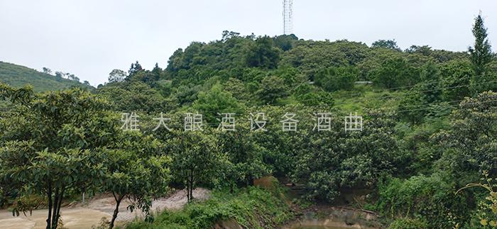 实用的枇杷酿酒技术来了,您想学吗? 7 实用的枇杷酿酒技术来了,您想学吗? 7