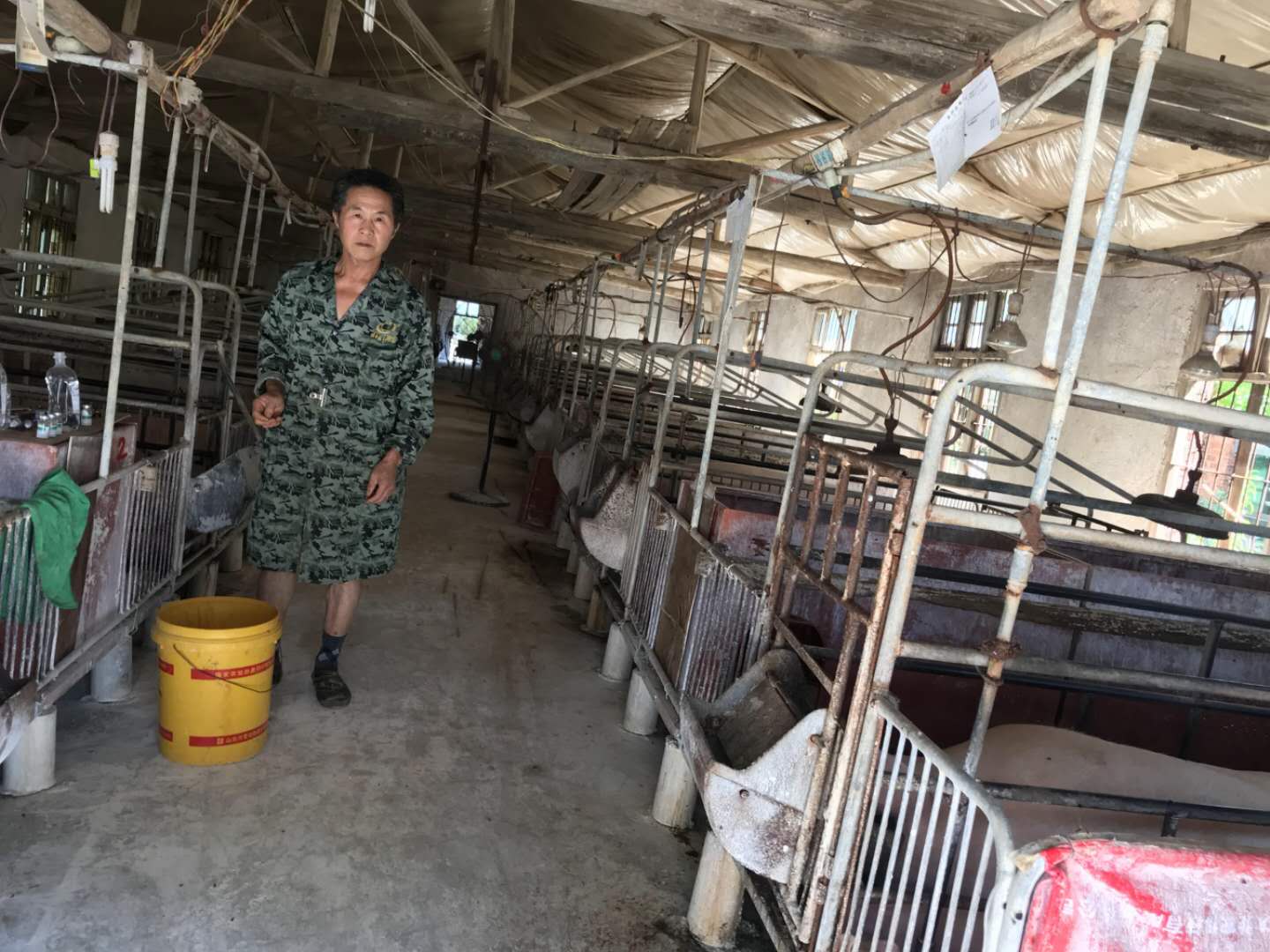 养猪场肉猪 酒糟喂猪 养猪场肉猪 酒糟喂猪
