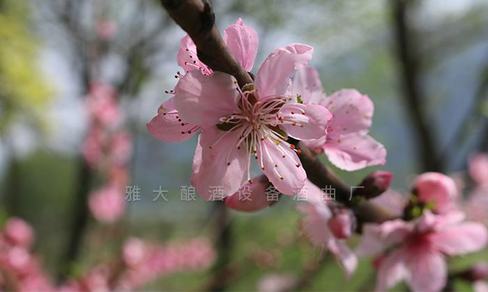 雅大酿酒设备酿酒师教酿鲜花酒