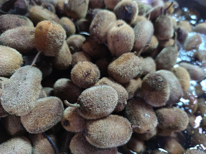 酿猕猴桃酒的季节到了，纯技术分享赶紧收藏！ 2