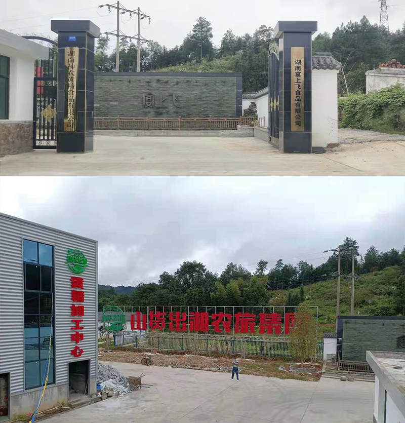 &ldquo;黄金&rdquo;出深山&mdash;&mdash;安化黄精酒产业发展铺就乡村振兴之路 7