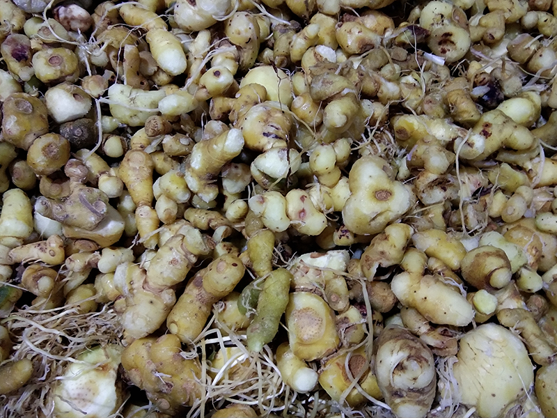 &ldquo;黄金&rdquo;出深山&mdash;&mdash;安化黄精酒产业发展铺就乡村振兴之路 2