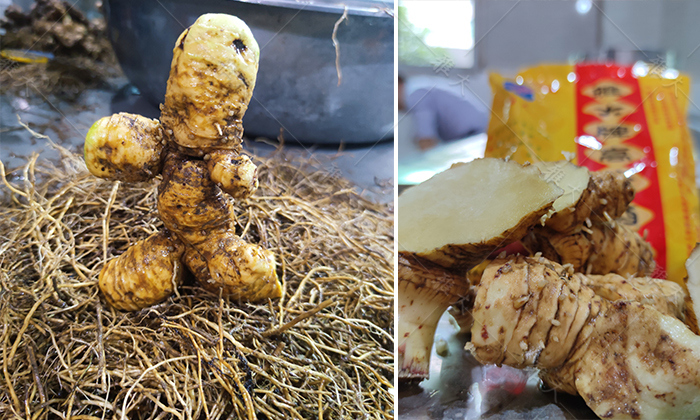 &ldquo;黄金&rdquo;出深山&mdash;&mdash;安化黄精酒产业发展铺就乡村振兴之路 5